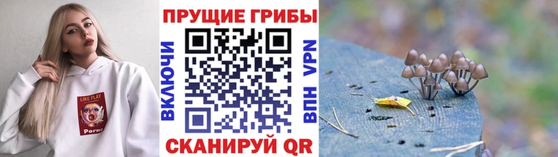 Галлюциногенные грибы Cubensis Могоча